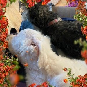 Meet your Posher, Barbara